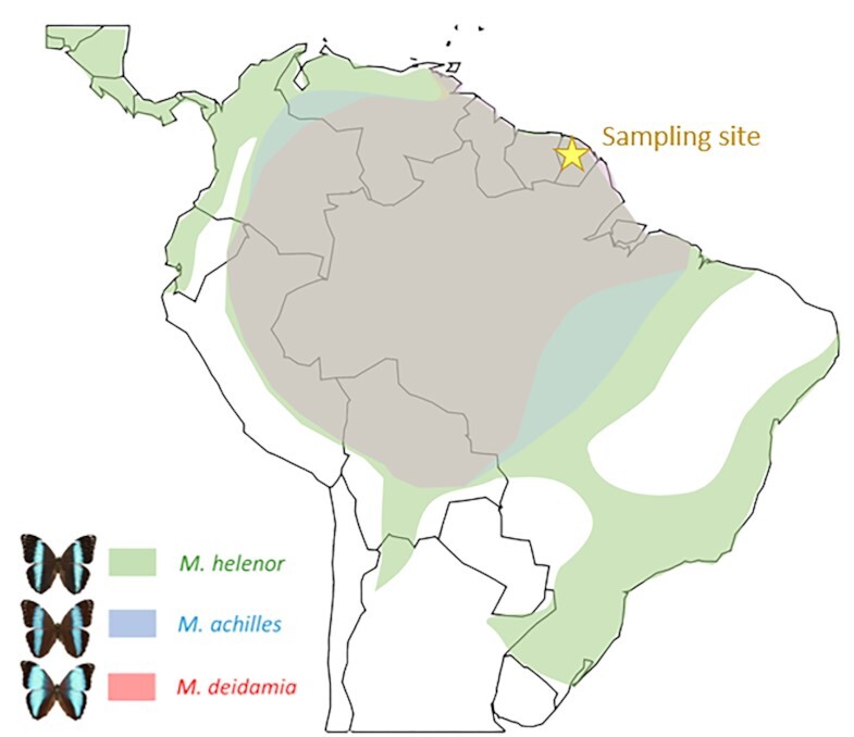 Genome assembly of 3 Amazonian Morpho butterfly species reveals Z-chromosome rearrangements between closely related species living in sympatry.