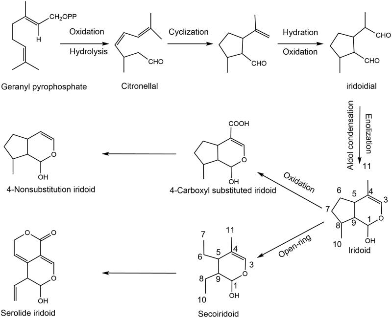 Therapeutic potential of plant iridoids in depression: a review.