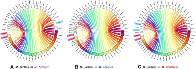 Genome assembly of 3 Amazonian Morpho butterfly species reveals Z-chromosome rearrangements between closely related species living in sympatry.