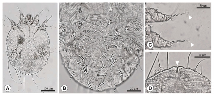 Two Cases of Mange Mite (Sarcoptes scabiei) Infestation in Long-Tailed Goral (Naemorhedus caudatus) in Republic of Korea.