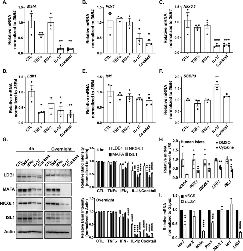 LDB1-mediated transcriptional complexes are sensitive to islet stress.