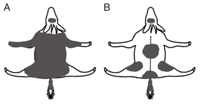 Two Cases of Mange Mite (Sarcoptes scabiei) Infestation in Long-Tailed Goral (Naemorhedus caudatus) in Republic of Korea.