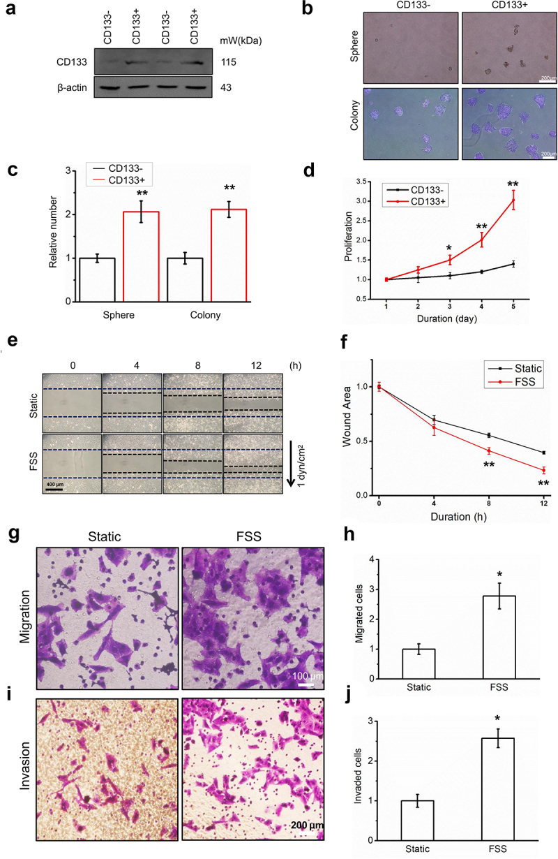 Fluid shear stress induces cell migration via RhoA-YAP1-autophagy pathway in liver cancer stem cells.