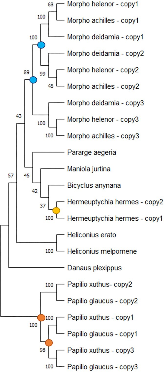 Genome assembly of 3 Amazonian Morpho butterfly species reveals Z-chromosome rearrangements between closely related species living in sympatry.