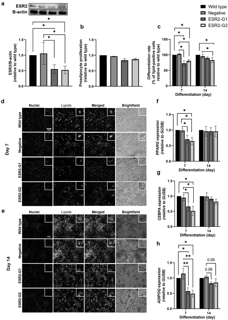 <i>ESR2</i> expression in subcutaneous adipose tissue is related to body fat distribution in women, and knockdown impairs preadipocyte differentiation.