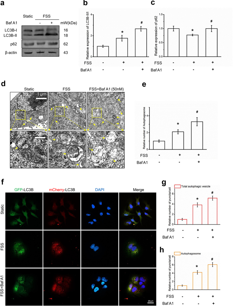 Fluid shear stress induces cell migration via RhoA-YAP1-autophagy pathway in liver cancer stem cells.