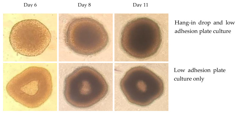 Genotoxicity study of 2-methoxyethanol and benzalkonium chloride through Comet assay using 3D cultured HepG2 cells.