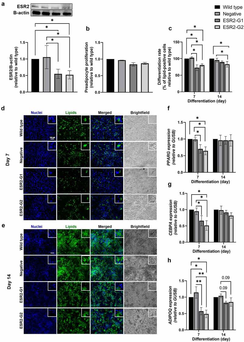 <i>ESR2</i> expression in subcutaneous adipose tissue is related to body fat distribution in women, and knockdown impairs preadipocyte differentiation.