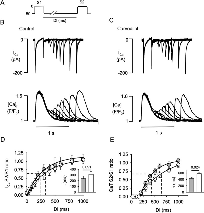 Mechanism of carvedilol induced action potential and calcium alternans.