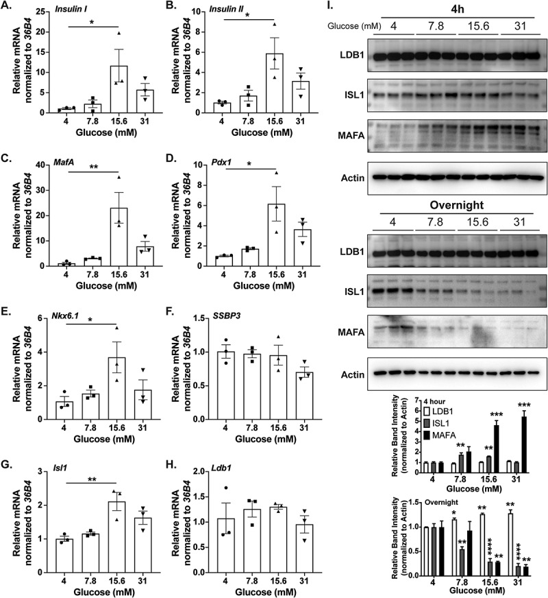LDB1-mediated transcriptional complexes are sensitive to islet stress.