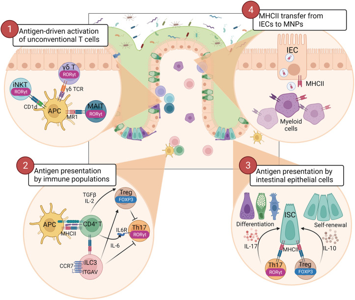 Context-Dependent Regulation of Type17 Immunity by Microbiota at the Intestinal Barrier.