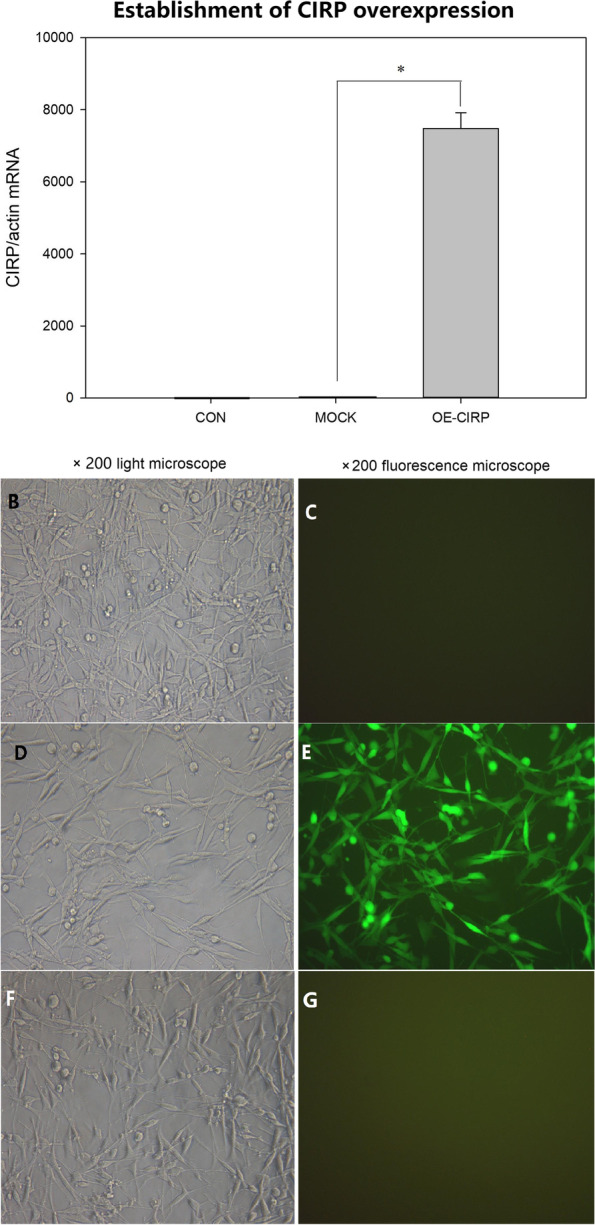 Overexpressed cold inducible RNA-binding protein improves cell viability and EGF expression in glial cells.