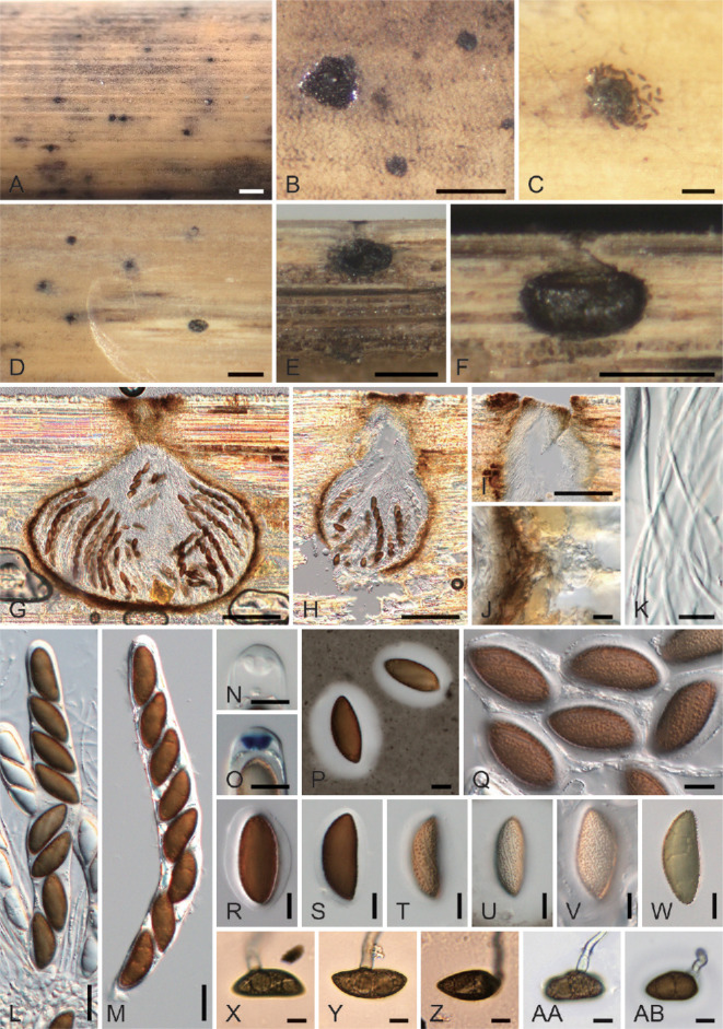 <i>Spirodecosporaceae</i> <i>fam. nov.</i> (<i>Xylariales</i>, <i>Sordariomycetes</i>) and two new species of <i>Spirodecospora</i>.