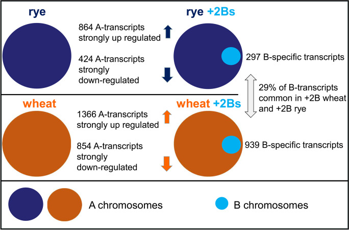 Rye B chromosomes differently influence the expression of A chromosome-encoded genes depending on the host species.