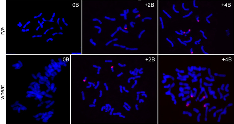 Rye B chromosomes differently influence the expression of A chromosome-encoded genes depending on the host species.