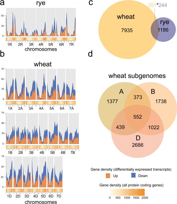 Rye B chromosomes differently influence the expression of A chromosome-encoded genes depending on the host species.