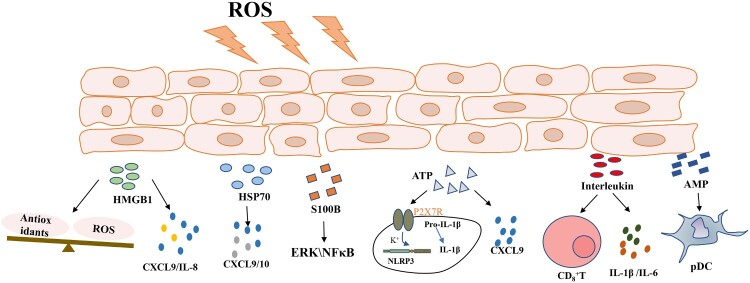 Damage-associated molecular patterns in vitiligo: igniter fuse from oxidative stress to melanocyte loss.