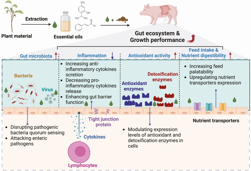 Post-weaning diarrhea and use of feedstuffs in pigs.