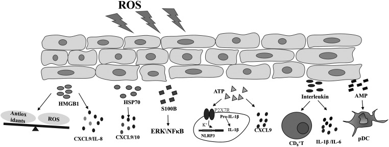 Damage-associated molecular patterns in vitiligo: igniter fuse from oxidative stress to melanocyte loss.