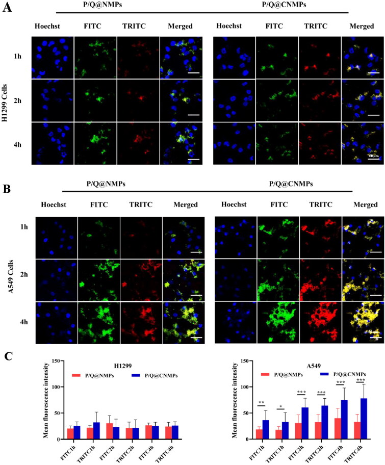 A novel ligand-modified nanocomposite microparticles improved efficiency of quercetin and paclitaxel delivery in the non-small cell lung cancer.