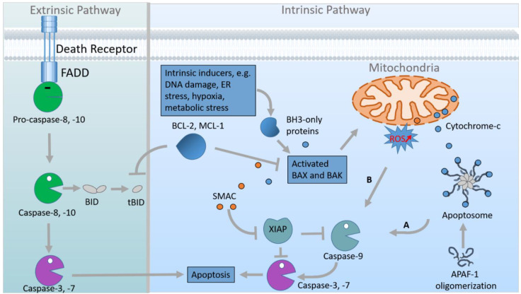 Life-Saver or Undertaker: The Relationship between Primary Cilia and Cell Death in Vertebrate Embryonic Development.