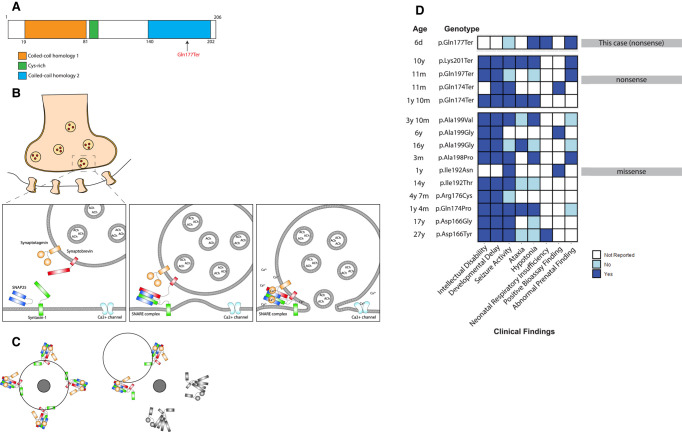 Rapid genome sequencing identifies a novel de novo <i>SNAP25</i> variant for neonatal congenital myasthenic syndrome.