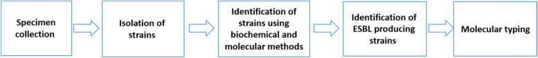 Molecular detection and characterization of Shigella spp. harboring extended-spectrum β-lactamase genes in children with diarrhea in northwest Iran.