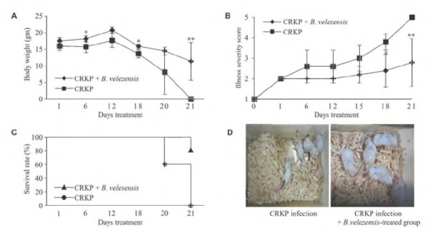 <i>In Vivo</i> Efficacy of <i>Bacillus velezensis</i> Isolated from Korean Gochang Bokbunja Vinegar against Carbapenem-Resistant <i>Klebsiella pneumoniae</i> Infections.