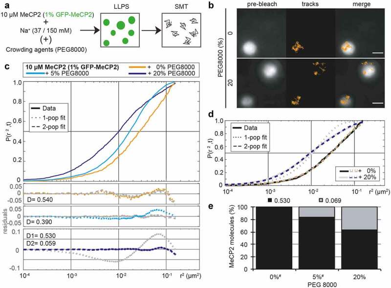 MeCP2-induced heterochromatin organization is driven by oligomerization-based liquid-liquid phase separation and restricted by DNA methylation.