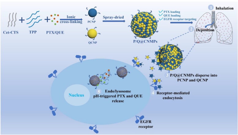 A novel ligand-modified nanocomposite microparticles improved efficiency of quercetin and paclitaxel delivery in the non-small cell lung cancer.