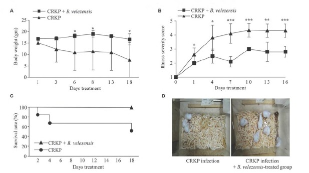 <i>In Vivo</i> Efficacy of <i>Bacillus velezensis</i> Isolated from Korean Gochang Bokbunja Vinegar against Carbapenem-Resistant <i>Klebsiella pneumoniae</i> Infections.