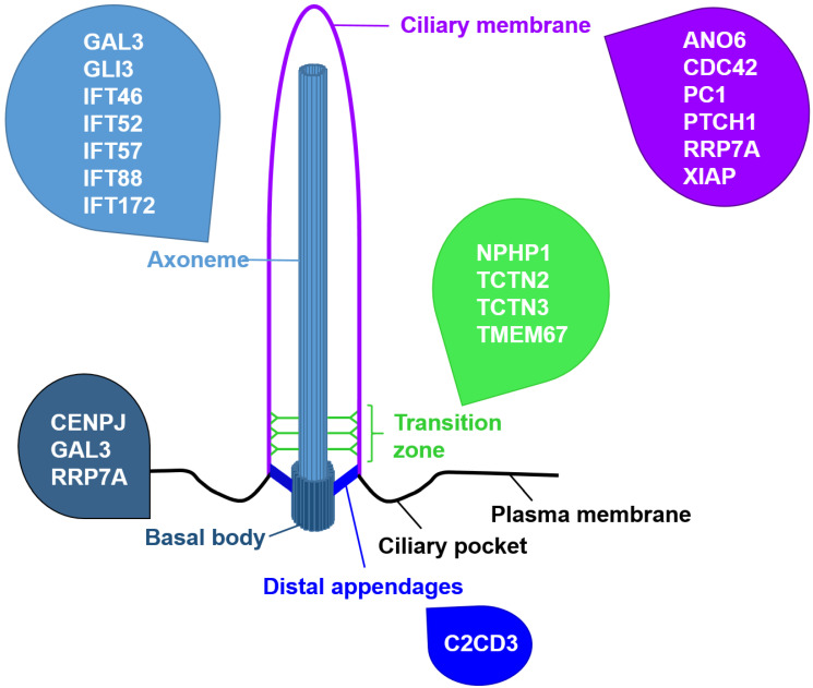 Life-Saver or Undertaker: The Relationship between Primary Cilia and Cell Death in Vertebrate Embryonic Development.