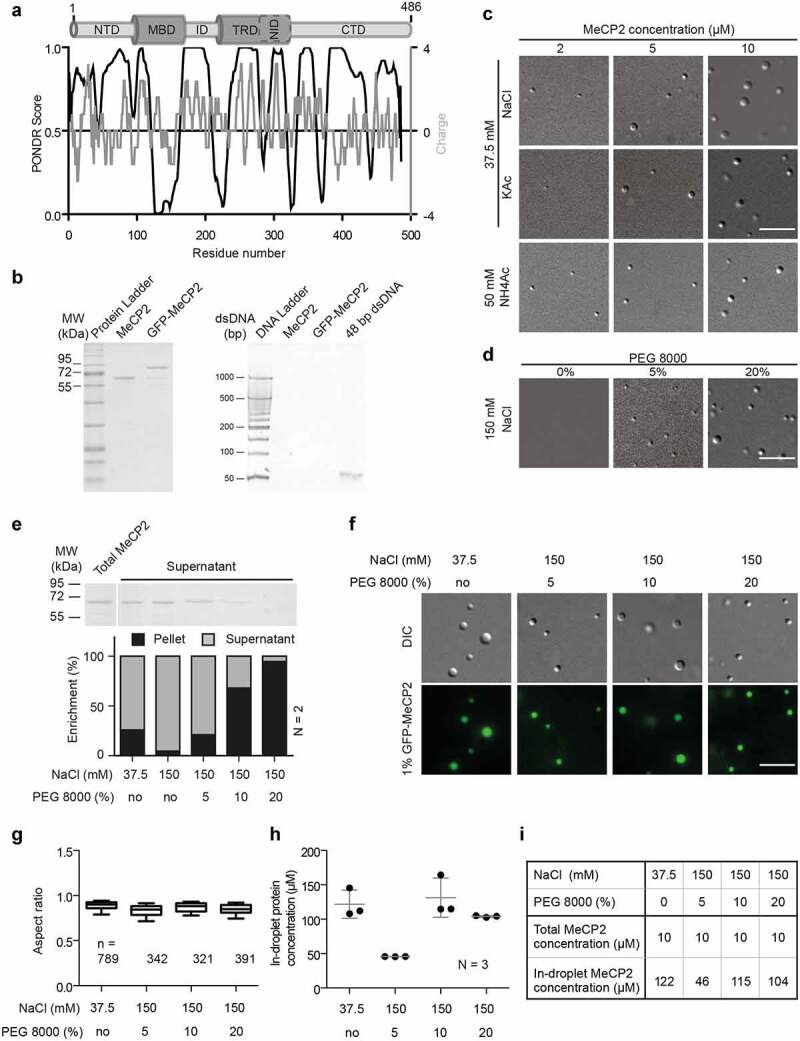 MeCP2-induced heterochromatin organization is driven by oligomerization-based liquid-liquid phase separation and restricted by DNA methylation.