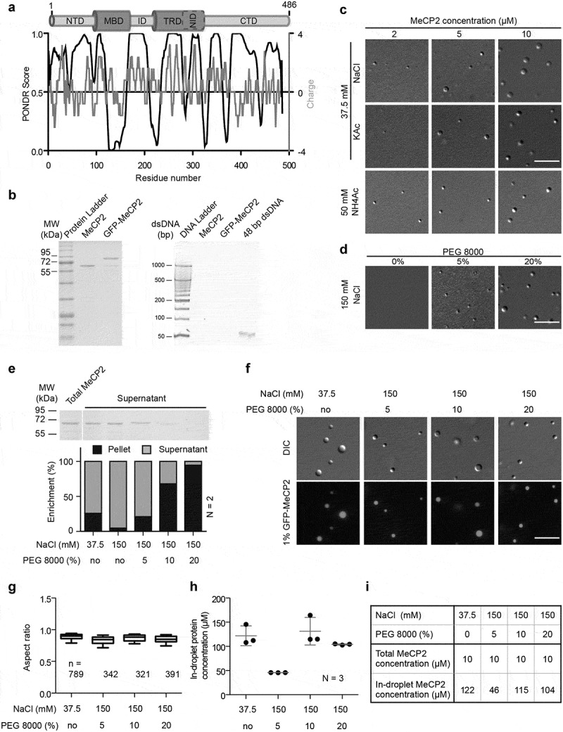 MeCP2-induced heterochromatin organization is driven by oligomerization-based liquid-liquid phase separation and restricted by DNA methylation.