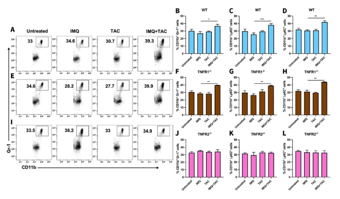 The Therapeutic Effect of Tacrolimus in a Mouse Psoriatic Model is Associated with the Induction of Myeloid-derived Suppressor Cells.