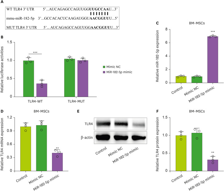 MiR-182-5p Mediated by Exosomes Derived From Bone Marrow Mesenchymal Stem Cell Attenuates Inflammatory Responses by Targeting TLR4 in a Mouse Model of Myocardial Infraction.