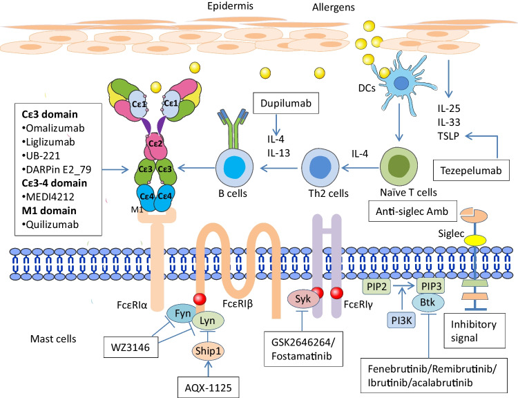 New Mechanistic Advances in FcεRI-Mast Cell-Mediated Allergic Signaling.