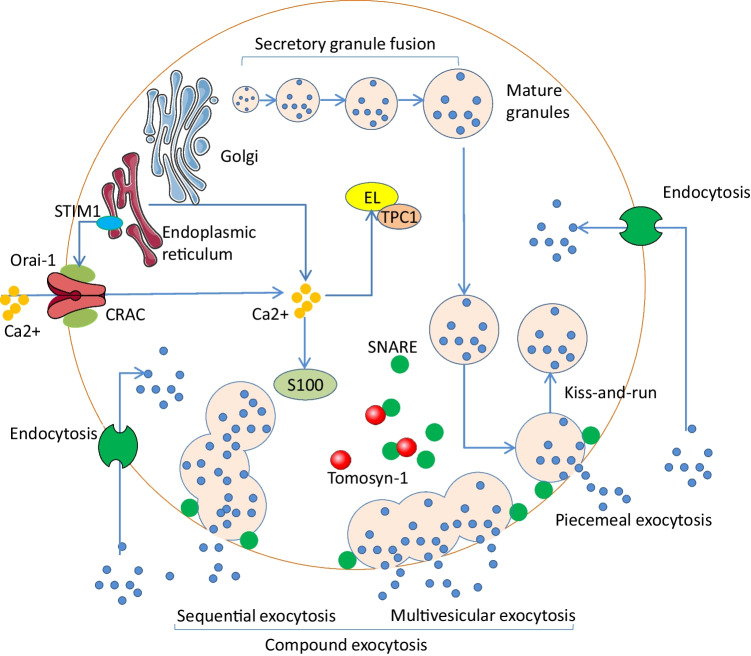 New Mechanistic Advances in FcεRI-Mast Cell-Mediated Allergic Signaling.