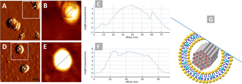 Co-delivery of carbonic anhydrase IX inhibitor and doxorubicin as a promising approach to address hypoxia-induced chemoresistance.