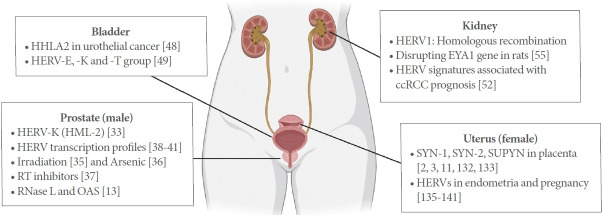 Human Endogenous Retroviruses: Friends and Foes in Urology Clinics.