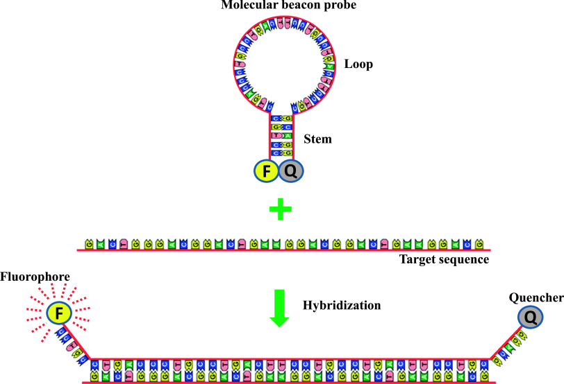 Erratum: An Advanced Detection System for <i>In Situ</i> Hybridization Using a Fluorescence Resonance Energy Transfer-based Molecular Beacon Probe [Acta Histochem. Cytochem. 55, 119-128 (2022)].