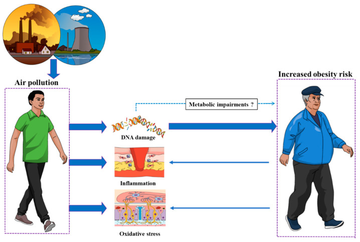 DNA Damage as a Mechanistic Link between Air Pollution and Obesity?