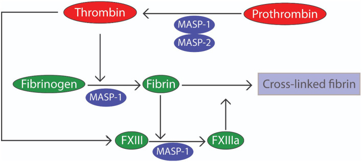 Unveiling the Great Therapeutic Potential of MASPs as Hemostatic Agents.