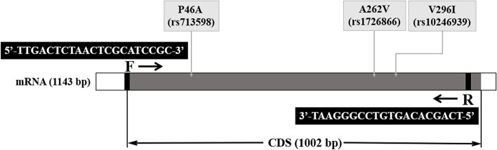 Variations in the TAS2R38 gene among college students in Hubei.