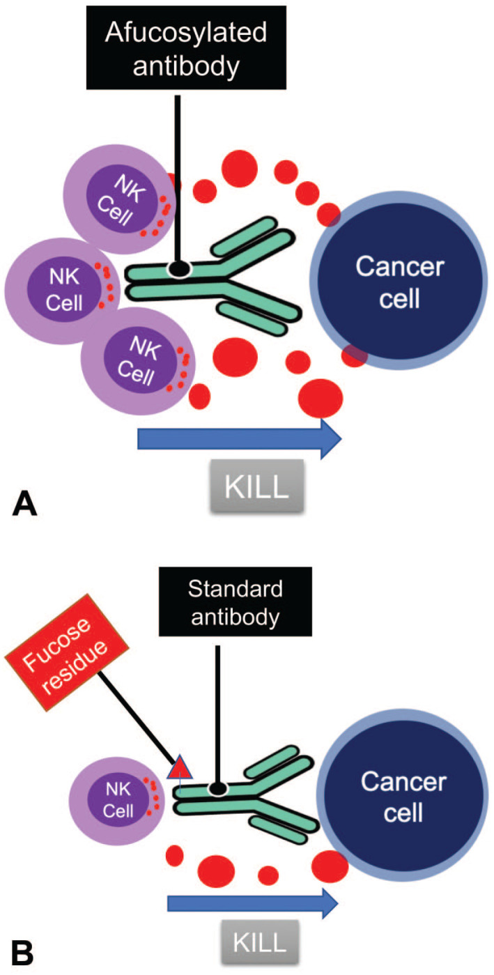 Neutropenia in Cynomolgus Monkeys With Anti-Drug Antibodies Associated With Administration of Afucosylated Humanized Monoclonal Antibodies.