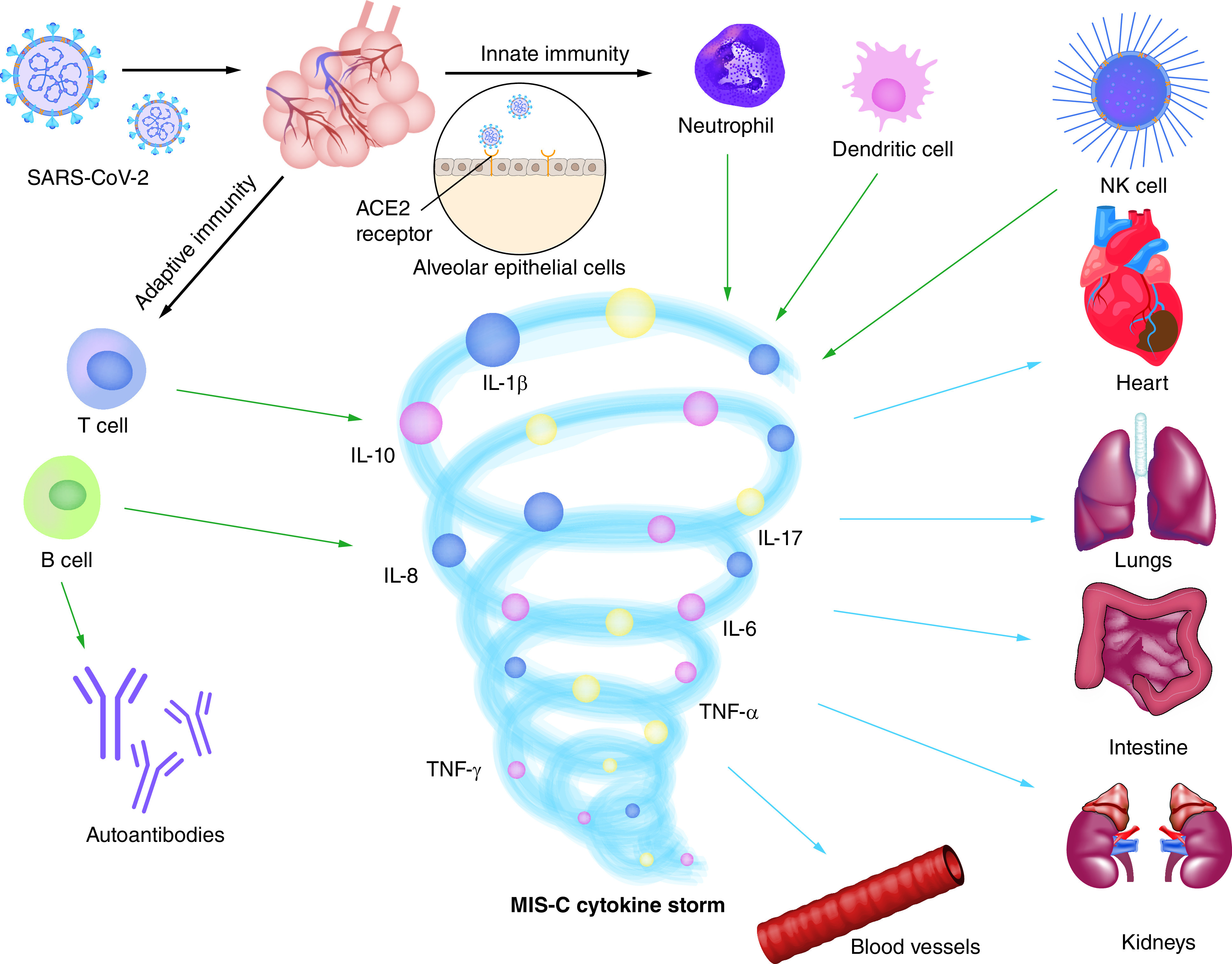 Update on the treatment of multisystem inflammatory syndrome in children associated with COVID-19.