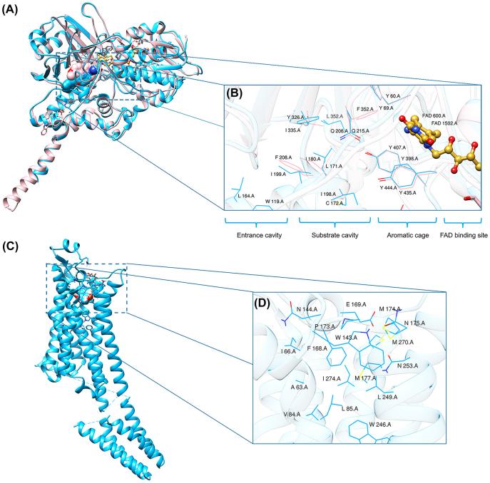 <i>In silico</i> studies of natural product-like caffeine derivatives as potential MAO-B inhibitors/AA<sub>2A</sub>R antagonists for the treatment of Parkinson's disease.