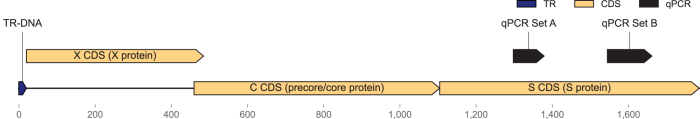 Simple Low-Cost Production of DNA MS2 Virus-Like Particles As Molecular Diagnostic Controls.