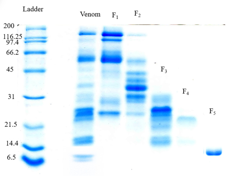 Isolation of the Anticoagulant and Procoagulant Fractions of the Venom of Iranian Endemic <i>Echis carinatus</i>.