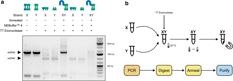 Simple Low-Cost Production of DNA MS2 Virus-Like Particles As Molecular Diagnostic Controls.